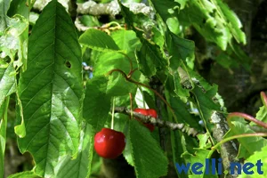 Vogel-Kirsche (Süßkirsche) - Prunus avium