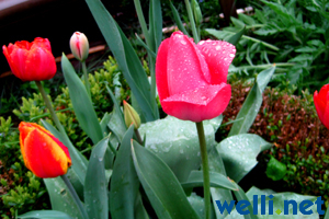 Tulpe - Tulipa gesneriana