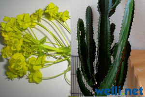 Wolfsmilchgewächse - Euphorbiaceae