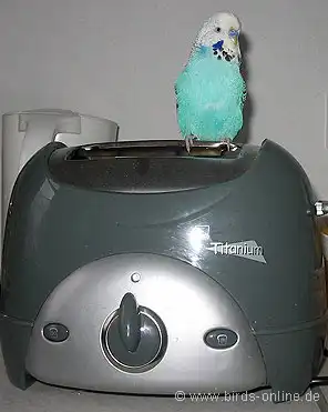 Wellensittich auf Toast
