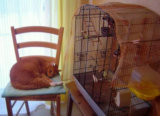 Katze