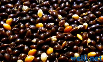 Sorghum