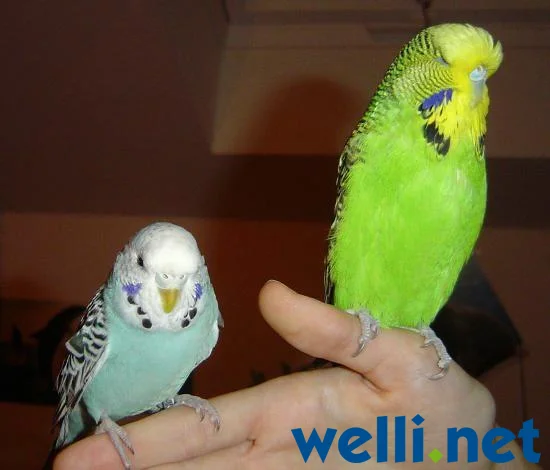 Vergleich Hansi-Bubi und Standard Wellensittich