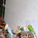 4 Wellis (3-5 Jahre) suchen gemeinsam ein neues gutes Zuhause Bild 1