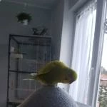 Wellensittich-Hahn Pipp (3 1/2 Jahre) sucht neue Freunde um nicht mehr alleine zu sein Bild 1