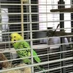 2 junge Wellensittiche (m. und w.) suchen gemeinsam ein neues Heim Bild 2