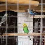 Drei Wellensittiche sind auf der Suche nach einem neuen Körnergeber Bild 1