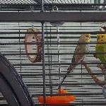 Wellipärchen (w/m) 2 Jahre sucht liebevolles Zuhause Bild 1