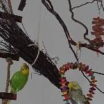 Wellipärchen (w/m) 2 Jahre sucht liebevolles Zuhause Bild 2