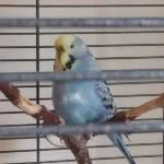 Welli-Henne sucht ein neues Zuhause Bild 1