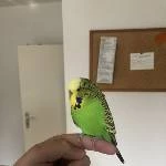 Einsamer Welli-Hahn in Gelsenkirchen sucht neue Freunde / Familie / Schwarm Bild 1