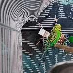 Peter ca. 4 Jahre alter Hahn (Mega Kontakt) sucht ein neues Zuhause Bild 1