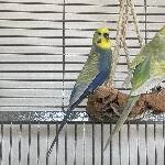 4 Rainbow-Wellensittiche (2w + 2m, 2-jährig) in tierliebe Hände abzugeben Bild 1