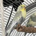 4 Rainbow-Wellensittiche (2w + 2m, 2-jährig) in tierliebe Hände abzugeben Bild 2