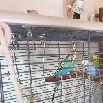 Kleiner Schwarm sucht neues Zuhause. Bild 1