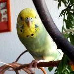 Wellihenne Polly, 7 Jahre, sucht Zuhause bei erfahrenen Haltern Bild 1