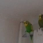 Der kleine Theo sucht ein neues liebevolles Zuhause Bild 1