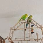 Der kleine Theo sucht ein neues liebevolles Zuhause Bild 2