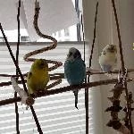 4 Wellis in liebevolle Hände abzugeben Bild 1