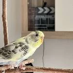 4 Wellis in liebevolle Hände abzugeben Bild 7