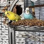 4 Wellis in liebevolle Hände abzugeben Bild 2