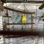 4 Wellis in liebevolle Hände abzugeben Bild 5