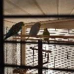 Suche liebevolles Zuhause für unsere 4 Wellensittiche Bild 1