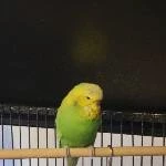 Frida sucht ein neues Zuhause Bild 1