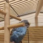 Wellensittichhahn Piolin sucht neues Zuhause Bild 1