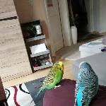 Wellimädchen (6) sucht neuen Anschluss Bild 2