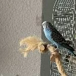 2 Wellensittich-Damen und 1 Wellensittich-Männchen suchen ein neues Zuhause Bild 3