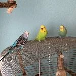 2 Wellensittich-Damen und 1 Wellensittich-Männchen suchen ein neues Zuhause Bild 1