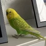 2 Wellensittich-Damen und 1 Wellensittich-Männchen suchen ein neues Zuhause Bild 5