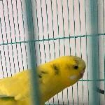Welli 9 Jahre alt sucht neues liebevolles Zuhause Bild 1