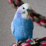 Ca. 5 Jahre alter Welli Hahn sucht neues zu Hause Bild 1