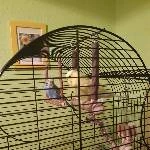 Zwei chronisch kranke Wellis suchen ein neues Zuhause Bild 1