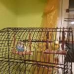 Zwei chronisch kranke Wellis suchen ein neues Zuhause Bild 2
