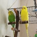 3er Welli-Clique sucht neues zu Hause Bild 3