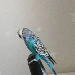 3er Welli-Clique sucht neues zu Hause Bild 1