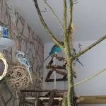 3 wellis suchen ein neues Zuhause Bild 4