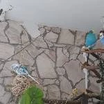 3 wellis suchen ein neues Zuhause Bild 2