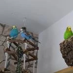 3 wellis suchen ein neues Zuhause Bild 3