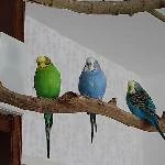 3 wellis suchen ein neues Zuhause Bild 1