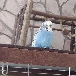 3 wellis suchen ein neues Zuhause Bild 5