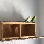 Mini-Schwarm (3 Wellensittiche) sucht neues Zuhause! Bild 1