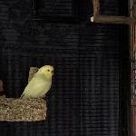 Mini-Schwarm (3 Wellensittiche) sucht neues Zuhause! Bild 5