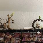 Mini-Schwarm (3 Wellensittiche) sucht neues Zuhause! Bild 2