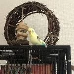 Mini-Schwarm (3 Wellensittiche) sucht neues Zuhause! Bild 7