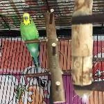 Mini-Schwarm (3 Wellensittiche) sucht neues Zuhause! Bild 6