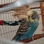 Wellidame Blue sucht neues Zuhause Bild 1
